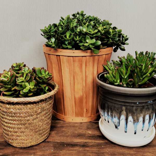 Three potted succulent plants in woven, wooden, and ceramic containers
