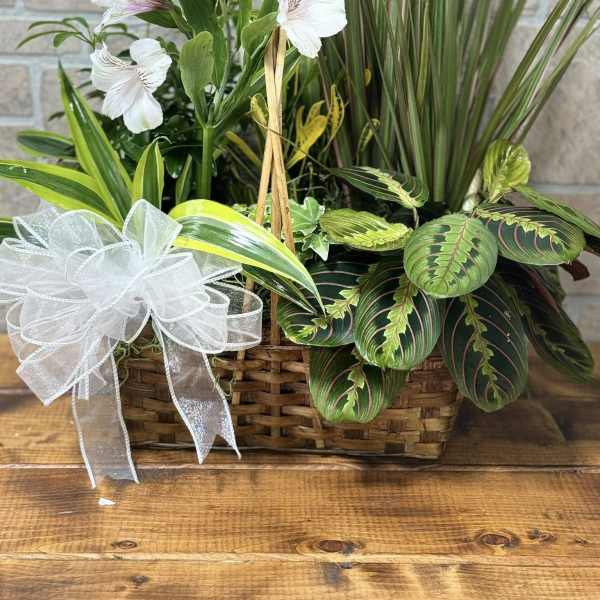 Basket planter with white alstroemeria and assorted green plants accented with a white ribbon bow