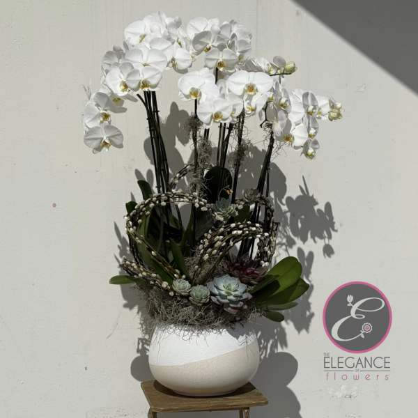 White orchid arrangement in a round white vase with succulents