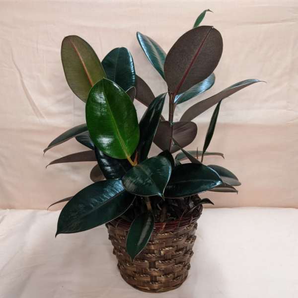 Potted rubber plant in a woven basket