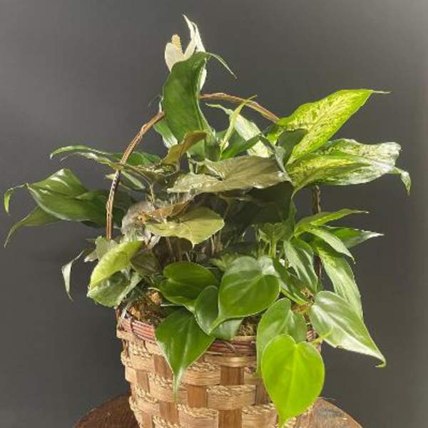Basket of assorted green houseplants with a white peace lily bloom