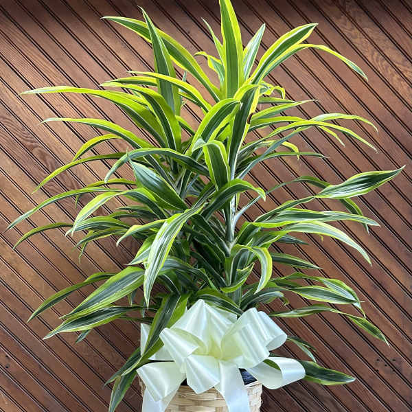 Potted dracaena plant in a woven basket with a white ribbon