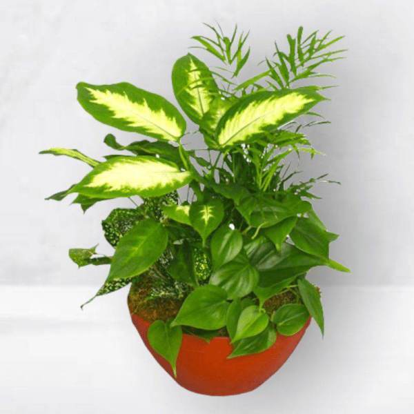 Potted green houseplant with variegated leaves in a red container