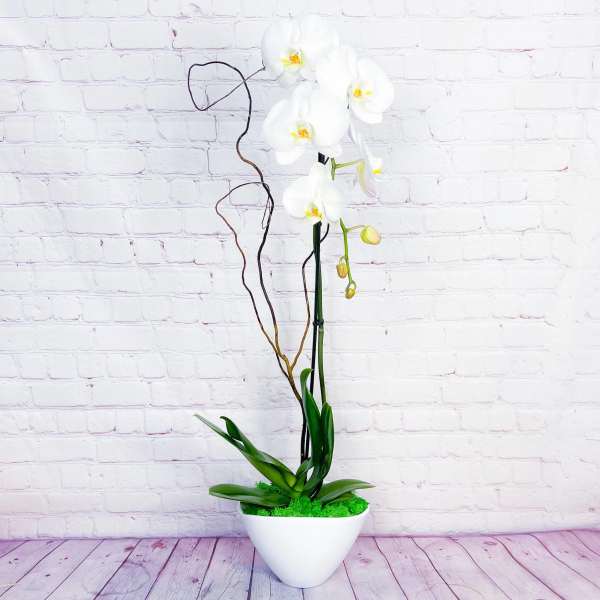 White orchid arrangement in a white bowl planter
