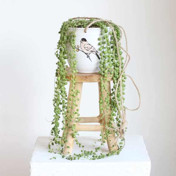 Trailing string of pearls plant in a white pot on a wooden stand