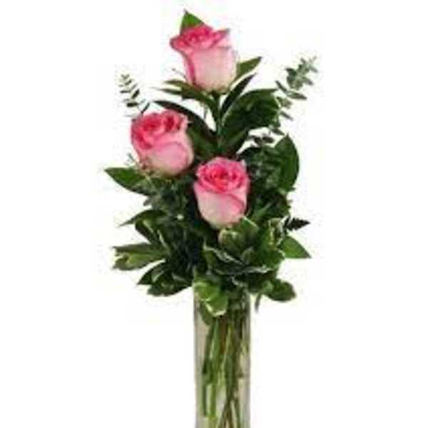 Three pink roses in a tall clear glass vase