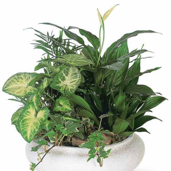 Mixed green houseplants in a white bowl planter