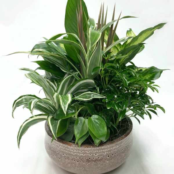 Mixed green houseplants arranged in a round ceramic planter