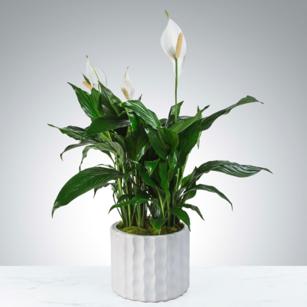 Modern Peace Lily Plant 8"
