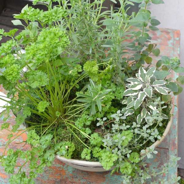 Potted arrangement of assorted green herbs and foliage in a shallow bowl
