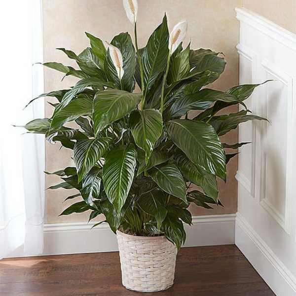 Tall green houseplant with a few white blooms in a white woven basket planter