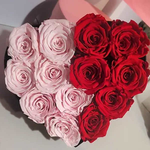 Luxury Rose Bi-Color
