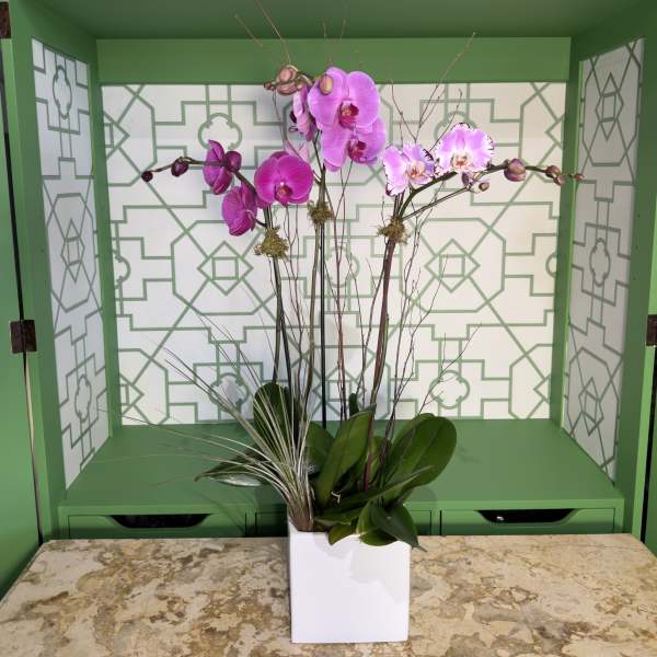 Tall pink phalaenopsis orchid plant with air plant accents in a white square pot