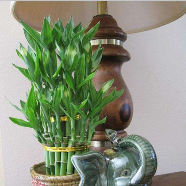 Potted lucky bamboo arrangement beside a ceramic elephant figurine