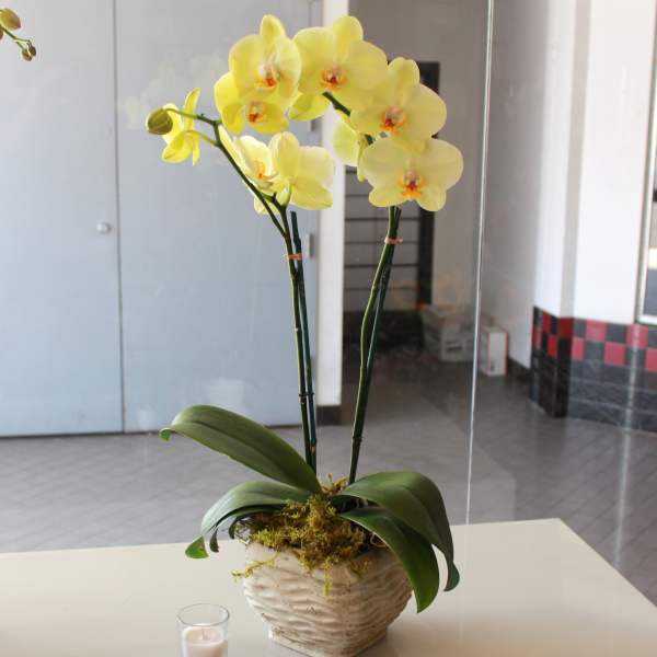 Yellow orchid plant in a textured pot beside a small candle