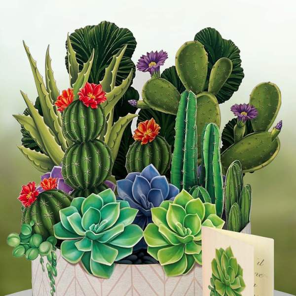 Succulent arrangement in a patterned round box with a greeting card