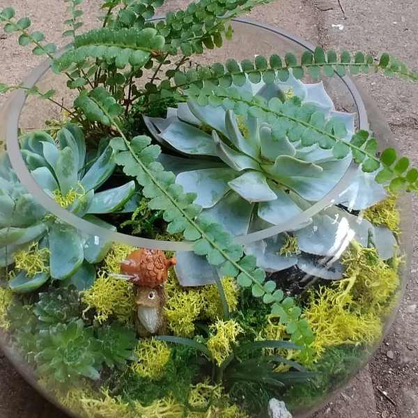 Glass bowl terrarium with succulents and fern fronds