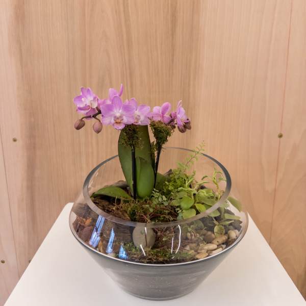 Orchid Terrarium