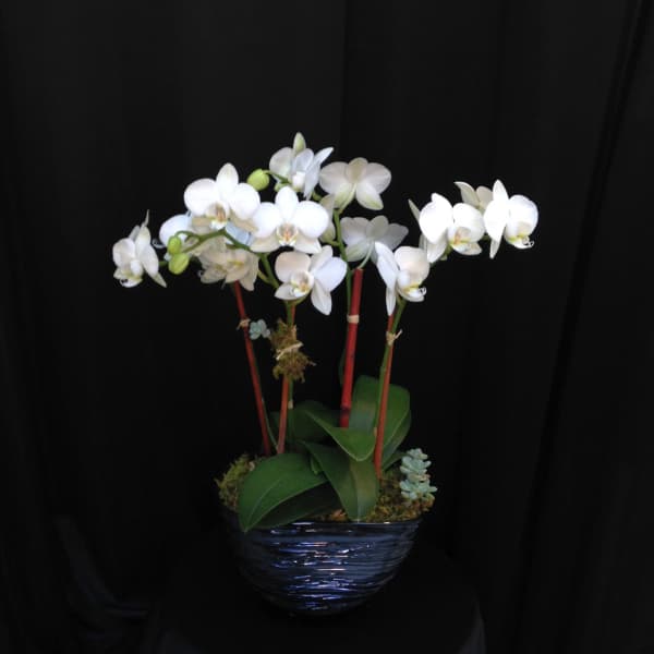 White orchid arrangement in a dark blue pot