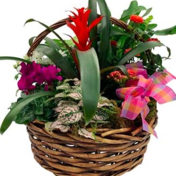 Tropical flower basket with red blooms and purple orchids in a wicker basket