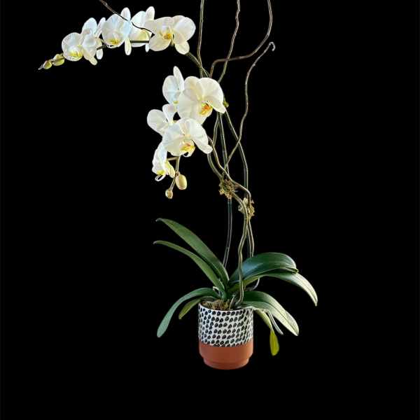 Pure Romance - White double stems orchid