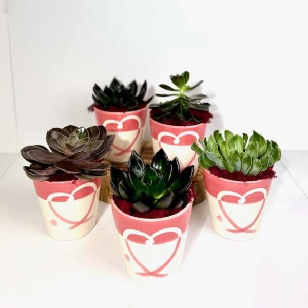 Ceramic Heart Succulent