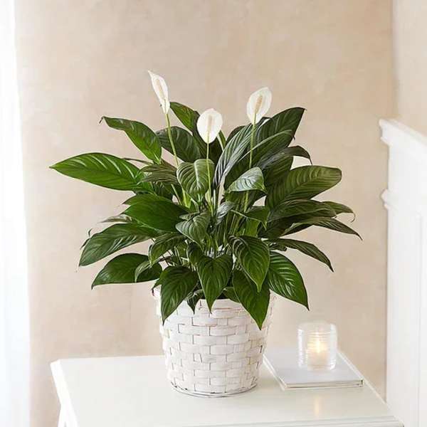White peace lily plant in a woven basket on a table