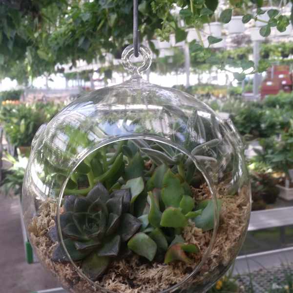 Succulent Glass. Bubbles Garden