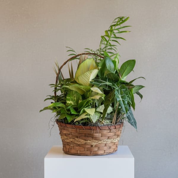 Basket of assorted green houseplants on a white pedestal