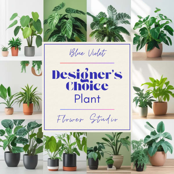 Designer’s choice plant collage with assorted potted houseplants