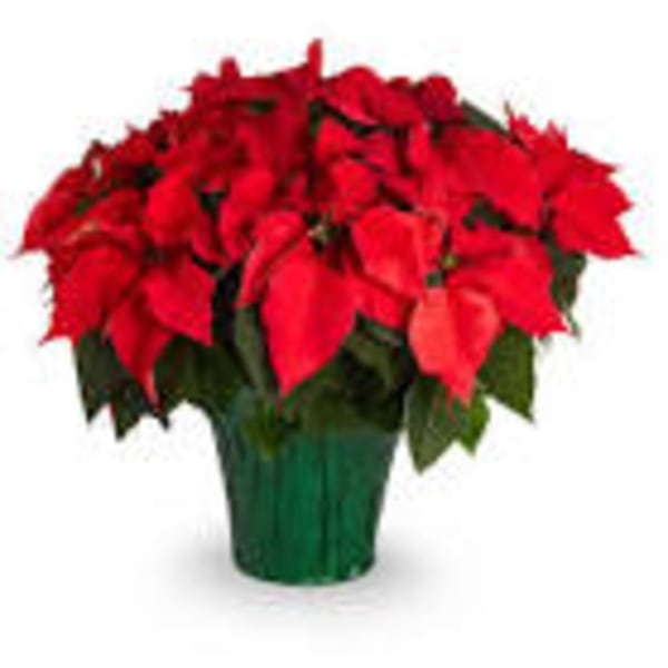 Red poinsettia arrangement in a green pot