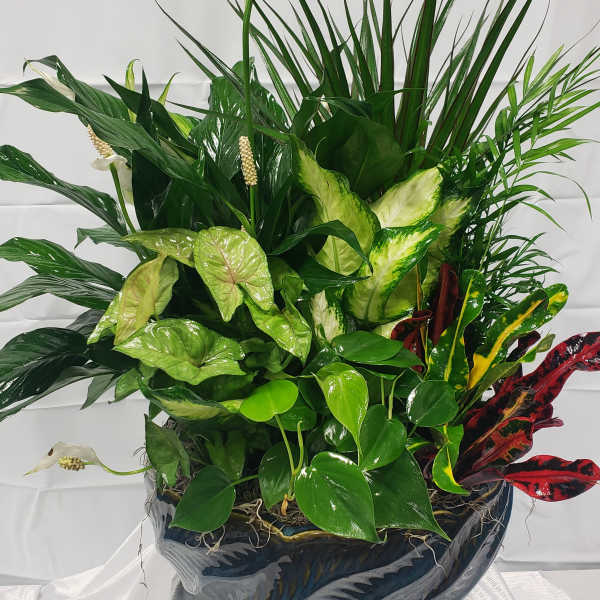 Tropical potted plant arrangement with glossy green and variegated leaves