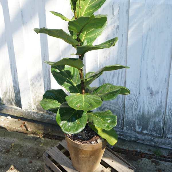 Potted fiddle leaf fig plant with large green leaves