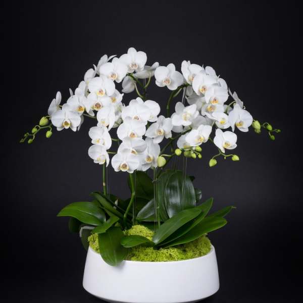White orchid arrangement in a white bowl planter