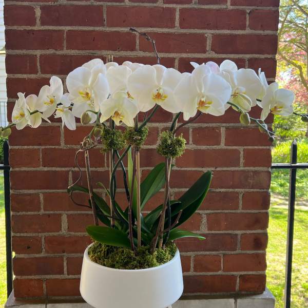 White orchids arranged in a white pot against a brick wall.