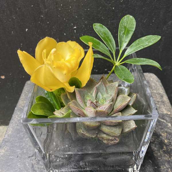 Yellow tulip and succulent in a square glass vase