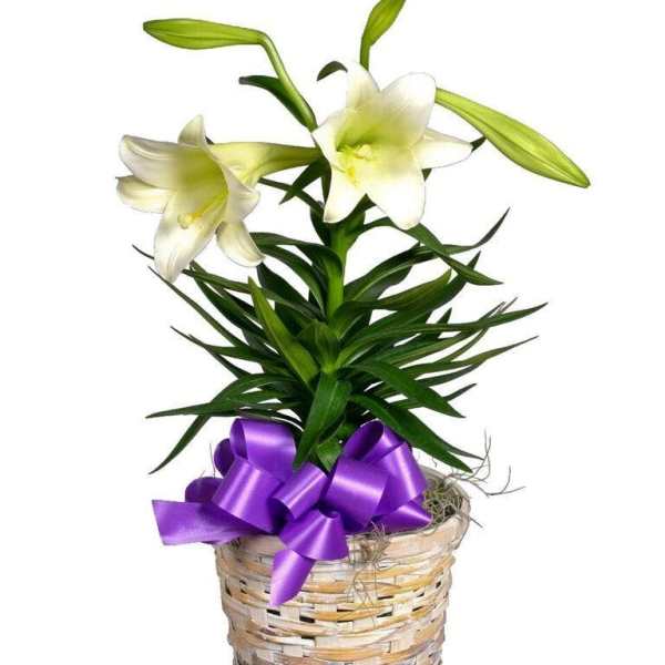 Easter Lily Small