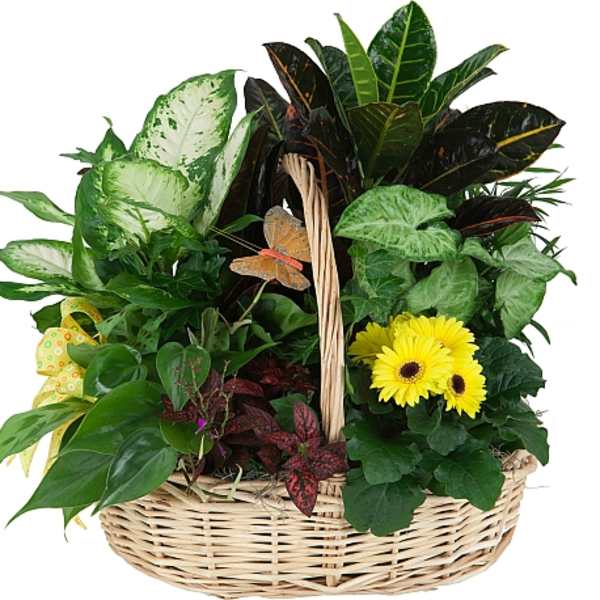 Garden f delights Basket
