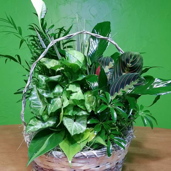 Basket of assorted green houseplants with a woven handle