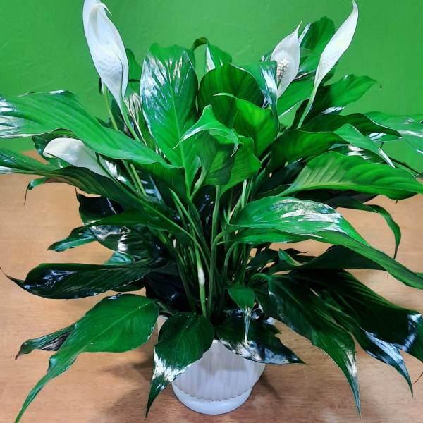 White peace lilies in a white pot