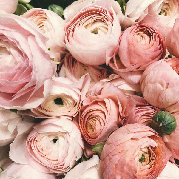 Close-up bouquet of pale pink ranunculus flowers