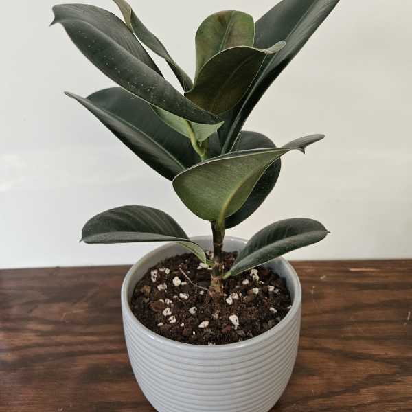 Burgundy Ficus, Rubber Plant