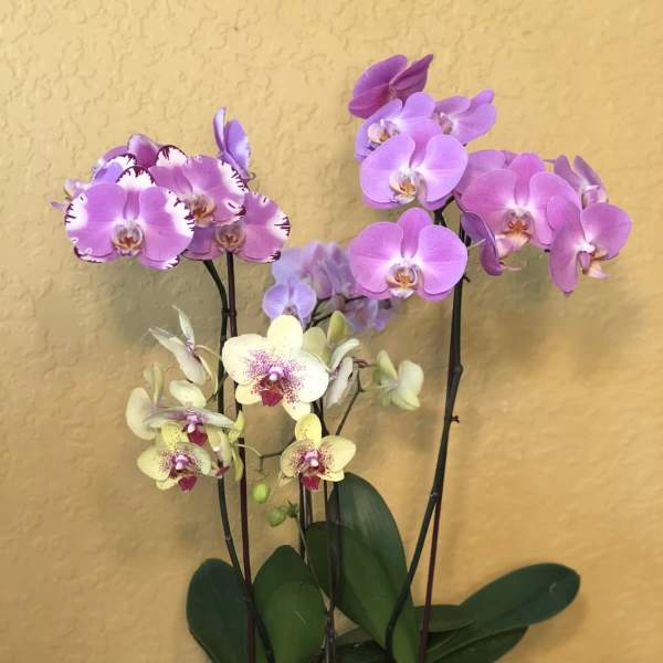 Orchid Elegance
