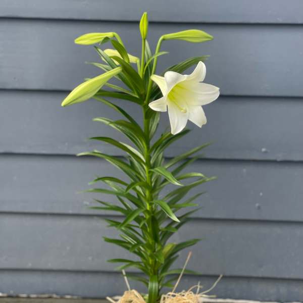 Traditional Easter Lily Plant
