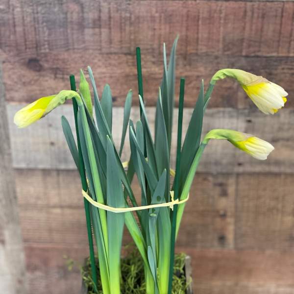Potted Spring Daffodil