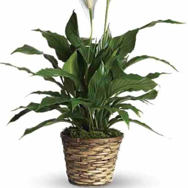 Potted peace lily with white blooms in a woven basket planter