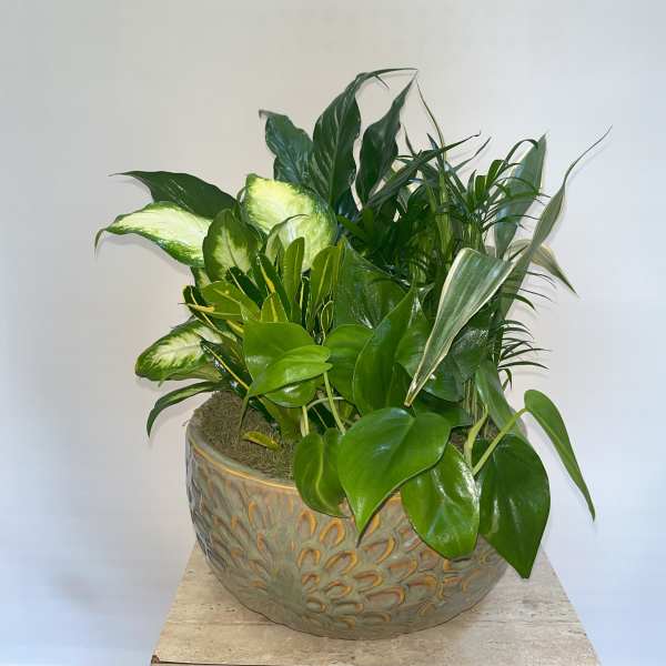 Mixed green houseplants in a decorative ceramic bowl planter