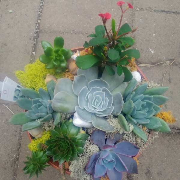 Potted succulent arrangement with rosette plants and small pink blooms