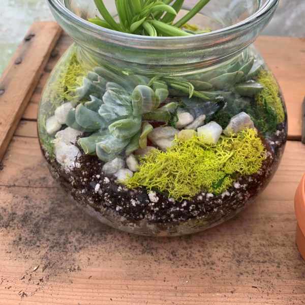 Glass bowl terrarium with succulents, pebbles, and bright green moss