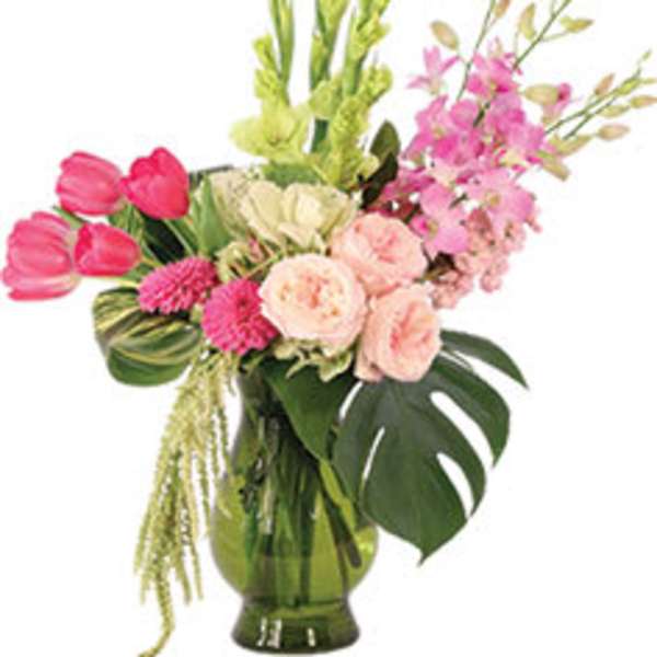 Dendrobium Rose Dream